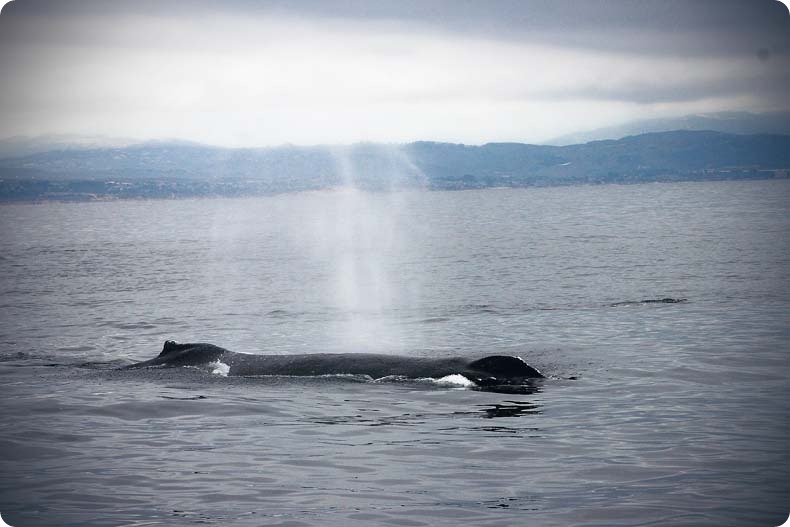 whale 4 whale 4