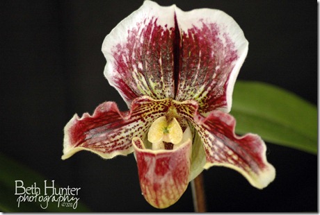 cr-Midnite-Orchid cr-Midnite-Orchid