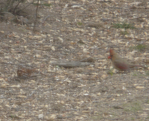 In other yard news, my Fox Sparrow is still here - been here about 1 week now