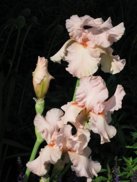 Pink Iris