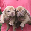 IcyxGertie-puppies-15-days.jpg