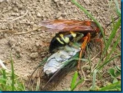 cicado killer wasp carrying cicada