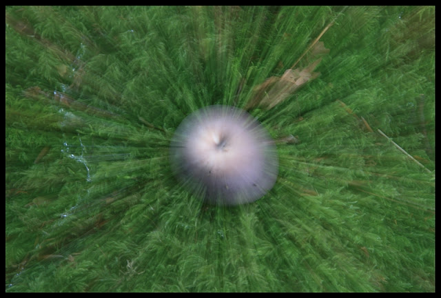 magic mushroom640 magic mushroom640