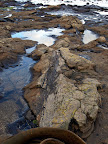 Curio Bay, best known as the site of a petrified forest some 180 million years old.