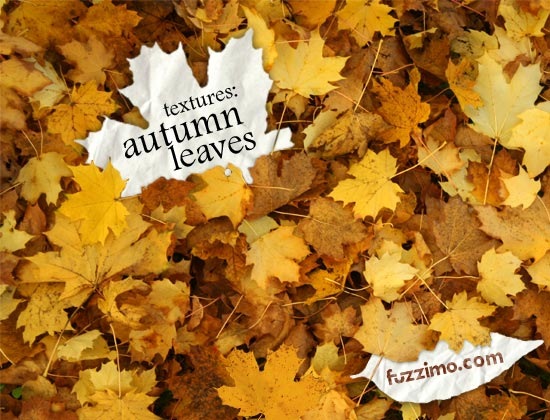 [fzm-autumn.leaves.textures-01%255B3%255D.jpg]