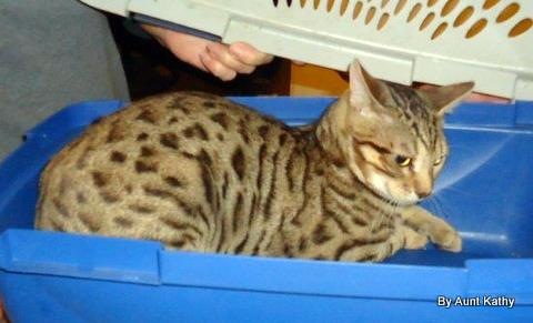 [Rex%2520and%2520Mary%2527s%2520New%2520Kitten%2520from%2520Wisconsin%2520%25284%2529%255B4%255D.jpg]