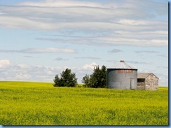 8724 Alberta Trans-Canada Highway 1 - canola field