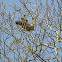 brown throated three toed sloth