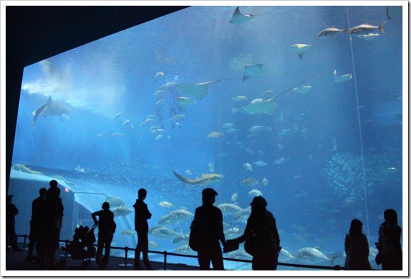 沖繩美麗海水族館_圖10