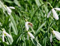 2014 március 1 alcsut redőslevelű hóvirág Galanthus plicatus (5).jpg