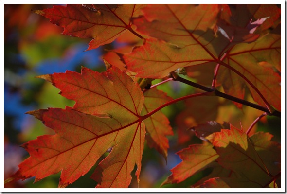 Orange Maple Leaves