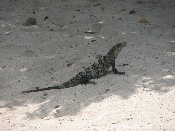 This guy under our house lives for the shade