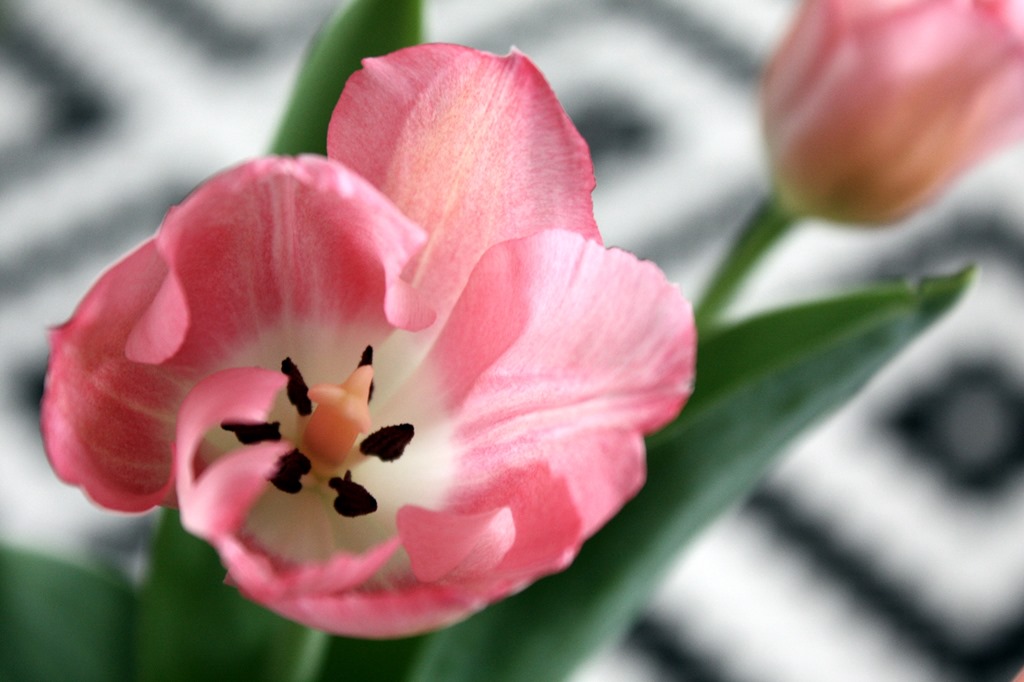 [tulipaner%255B4%255D.jpg]