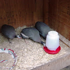 animalnation+peacocks.jpg
