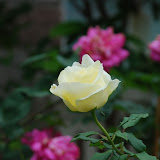 Qingdao - Rose