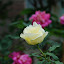 Qingdao - Rose