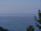 california_sequoia
