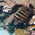 Sailfin Tang - Photo (c) 104623964081378888743, some rights reserved (CC BY-NC-SA)