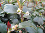 Even the tiny, normally insignificant flowers of holly contribute to the floral effect in this garden.