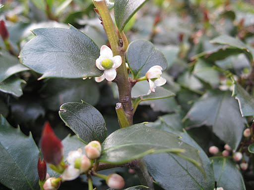 Even the tiny, normally insignificant flowers of holly contribute to the floral effect in this garden.