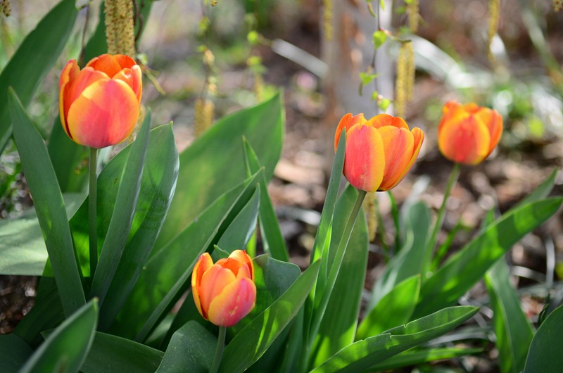 [spring%2520walk20%255B3%255D.jpg]