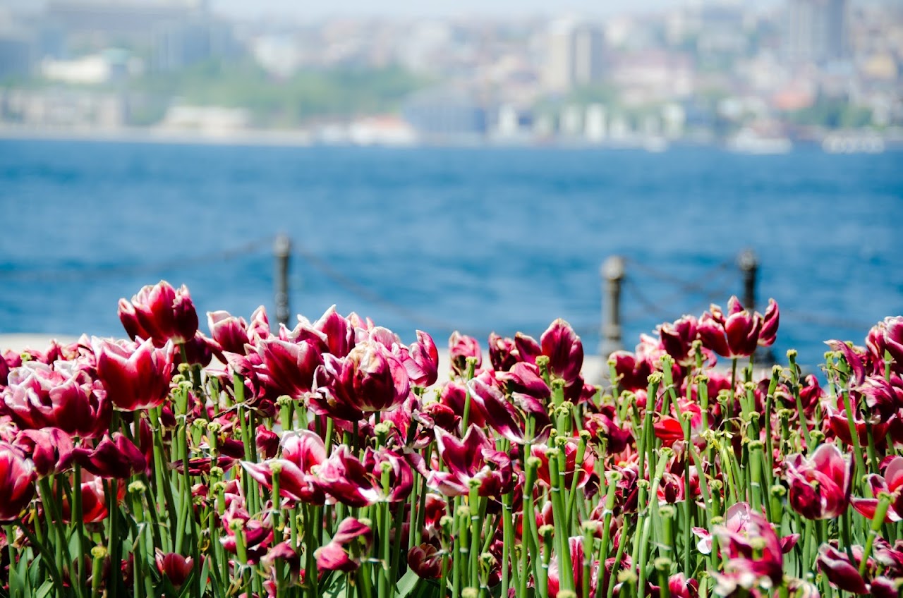 Tulips