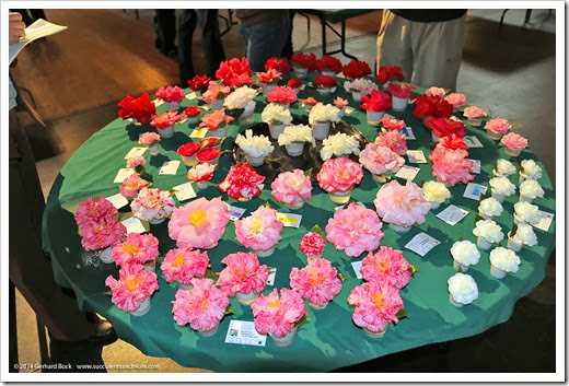 140302_Camellia_Society_Sacto_Show_009