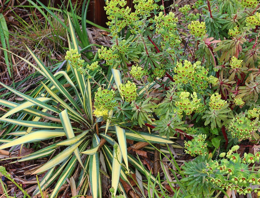 [120330_Yucca-filamentosa-Color-Guard.jpg]