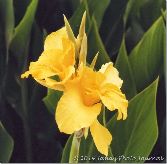 Yellow Canna Yellow Canna