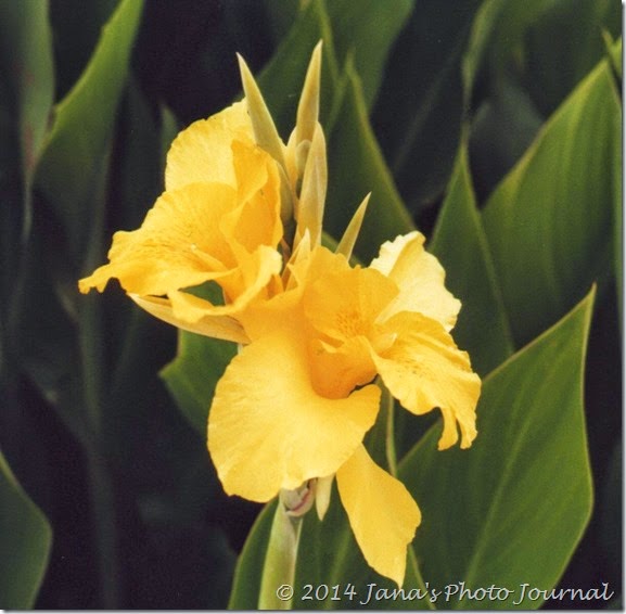 Yellow Canna