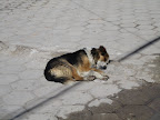 Pavement dog finds pillow in the form of a speed bump. Pavement dog likes.