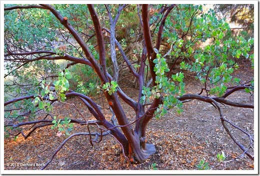 Fall at the UC Davis Arboretum