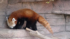 denver_zoo