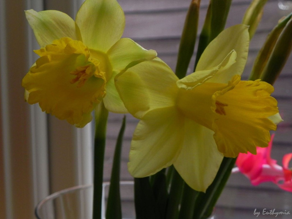 [daffodils-1%255B7%255D.jpg]