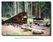 Camp OLD DAKOTA Brdy - 94.jpg