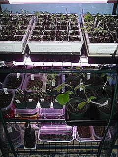 [Greenhouse25.jpg]