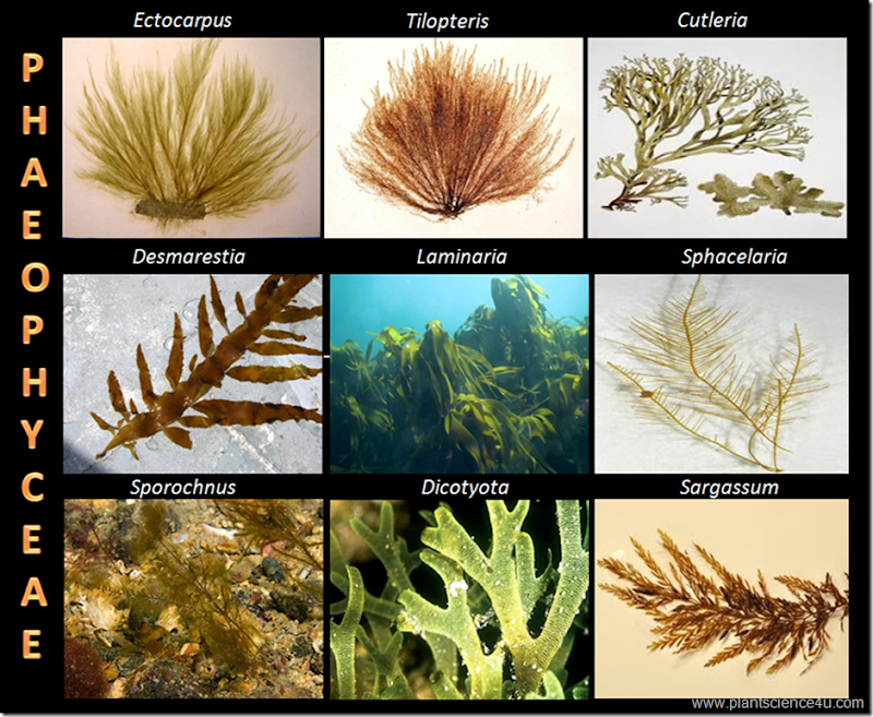 example of phaeophyceae (brown algae)