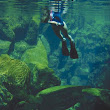 Snorkeling with marine turtle