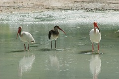 White-Ibis-Family