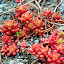 Jellybean Plant - Wellington, New Zealand