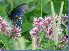 0742 North Carolina, Blue Ridge Parkway - Pipevine Swallowtail on Joe-Pye Weed - Craggy Gardens Visitor Center