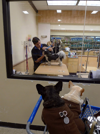 Francesca, look at that dog getting groomed.  Too bad we can't meet and greet him with a good sniff down.