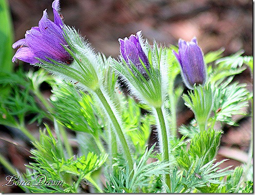 Pulsatilla_Vulgaris_PasqueFlower