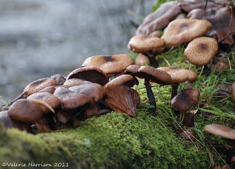[5-toadstools-on-log%255B2%255D.jpg]