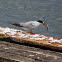 Artic Terns (adults)