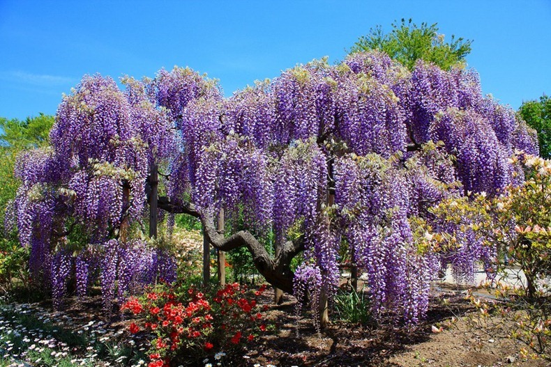 حديقة الزهور Ashikaga-flower-park-7%25255B2%25255D