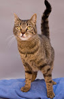 ARAMIS hembra, adulto jóven
Es una gatita tranquila, sociable, cariñosa pero no le gusta que la carguen. Recomendación; sin niños, sin perros
