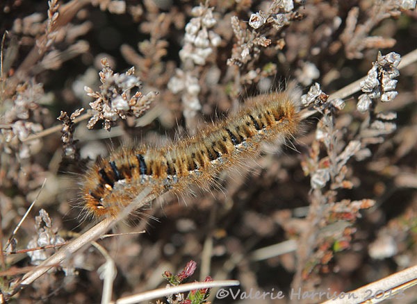 [48-northern-eggar-caterpillar2.jpg]