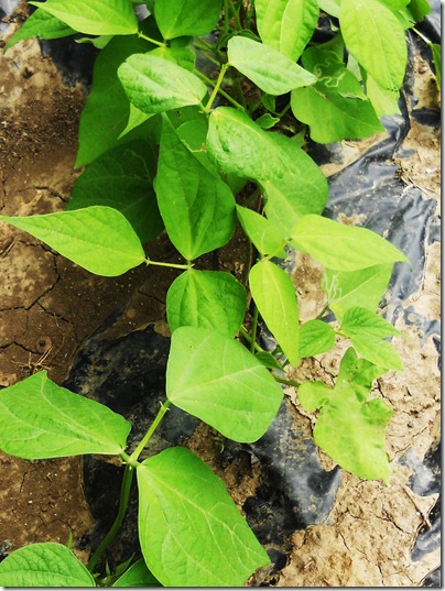 garden5