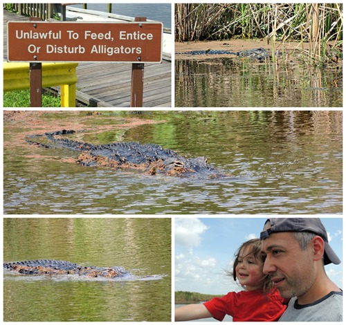 alligator alligator